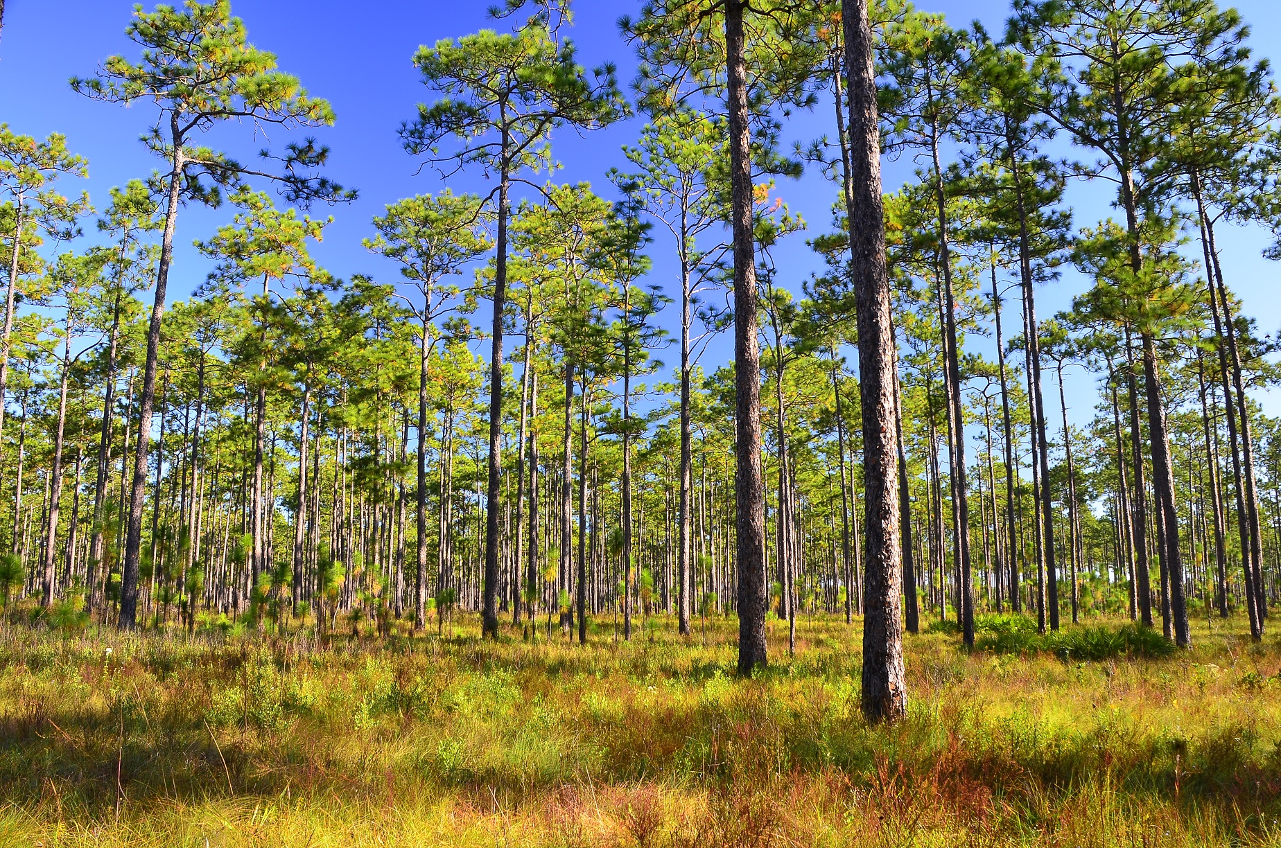 Coastal Plains Institute – Preserve the biotic diversity of the Coastal ...