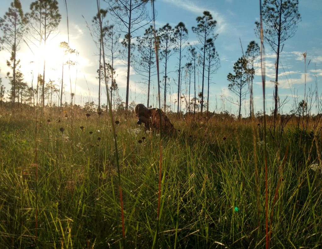 coastal-plains-institute-preserve-the-biotic-diversity-of-the-coastal